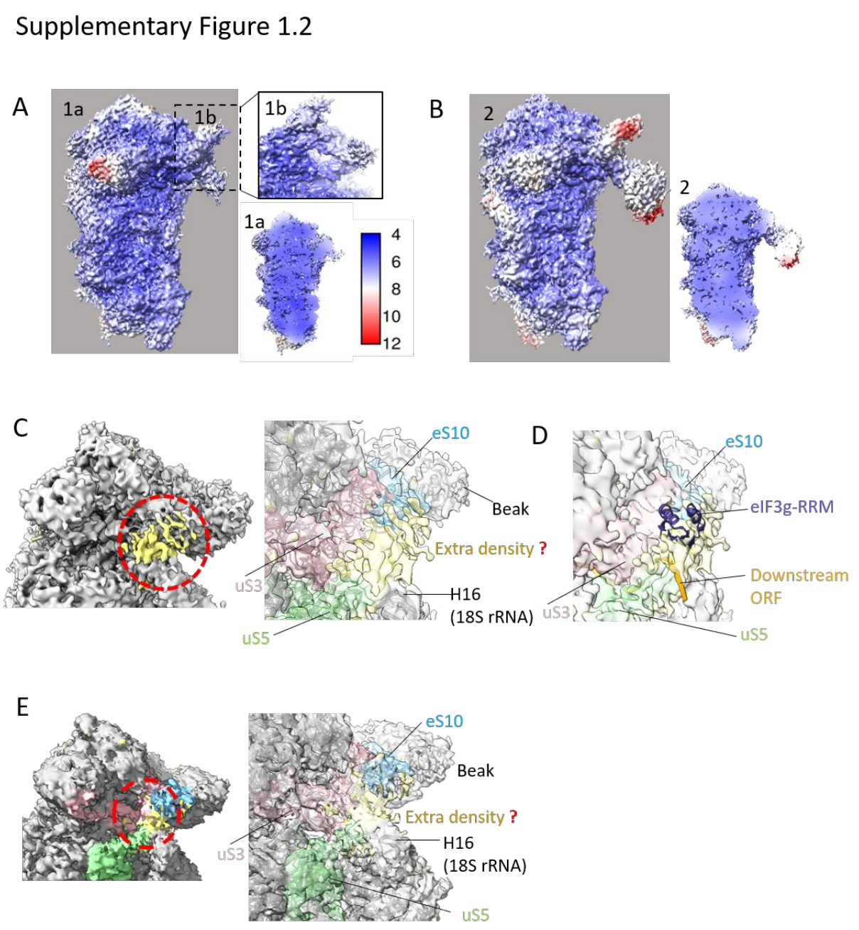 Structural insights into the recruitment of viral Type 2 IRES to ribosomal preinitiation complex for protein synthesis