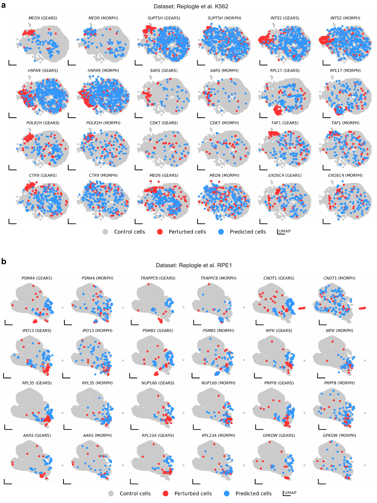 MORPH Predicts the Single-Cell Outcome of Genetic Perturbations Across Conditions and Data Modalities