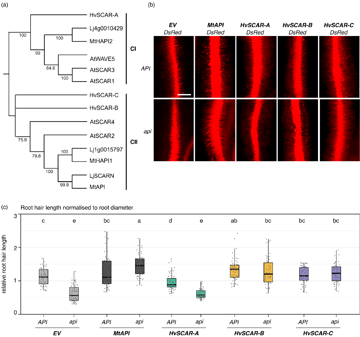 Engineering quantitative root disease resistance in barley by targeting conserved SCAR susceptibility genes without compromising seed yield or mycorrhizal symbiosis