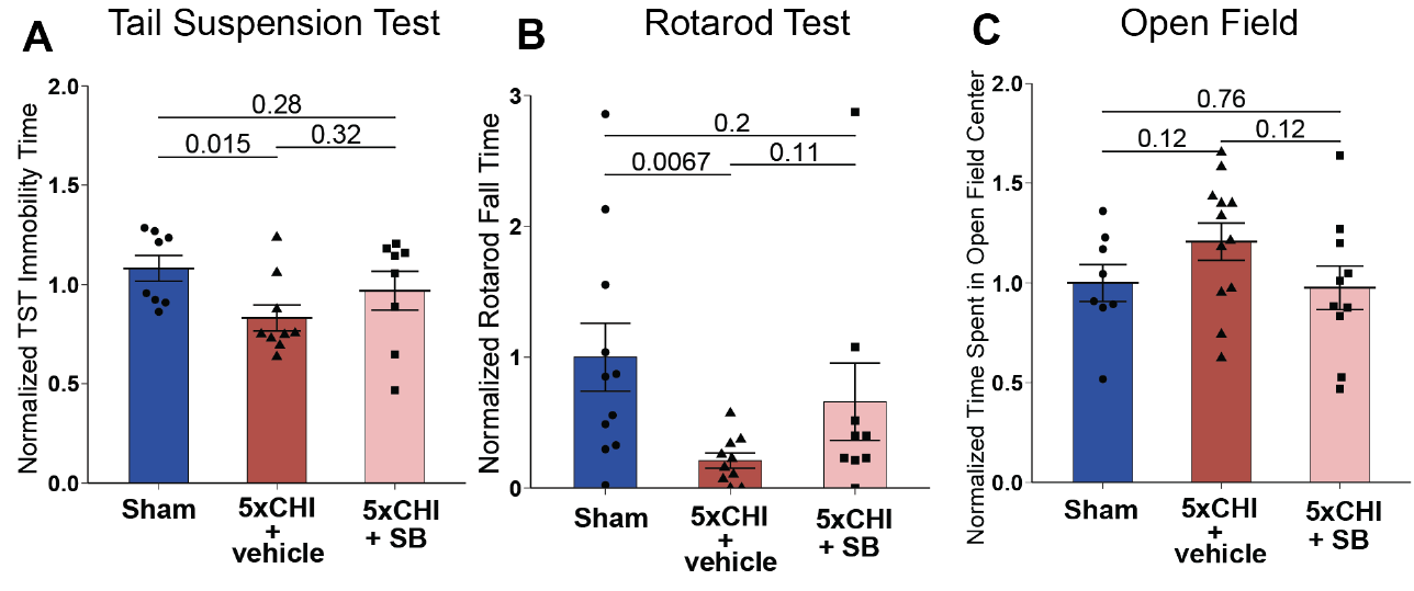 Inhibition of p38 MAPK after repetitive mild TBI ameliorates immune signaling and behavioral deficits