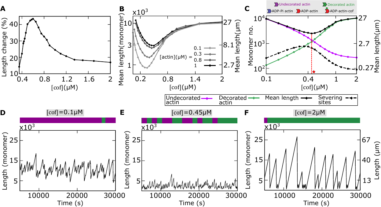 Hydrolysis-dependent severing tunes internal monomeric heterogeneity to shape actin length distributions