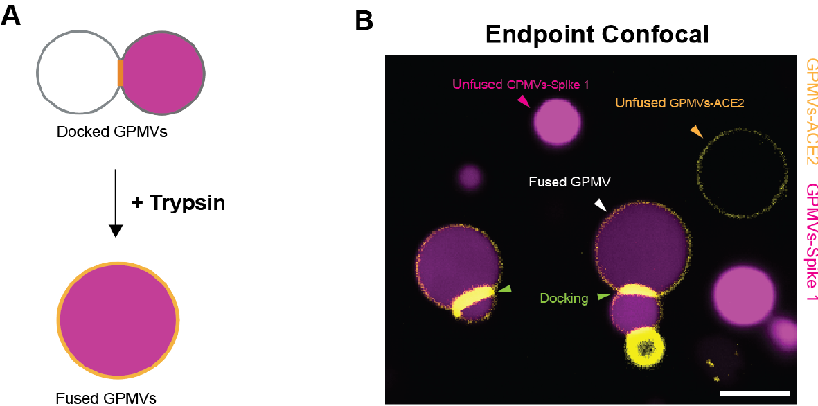 A Plasma Membrane Vesicle Imaging-Based Platform for Studying Membrane Fusion