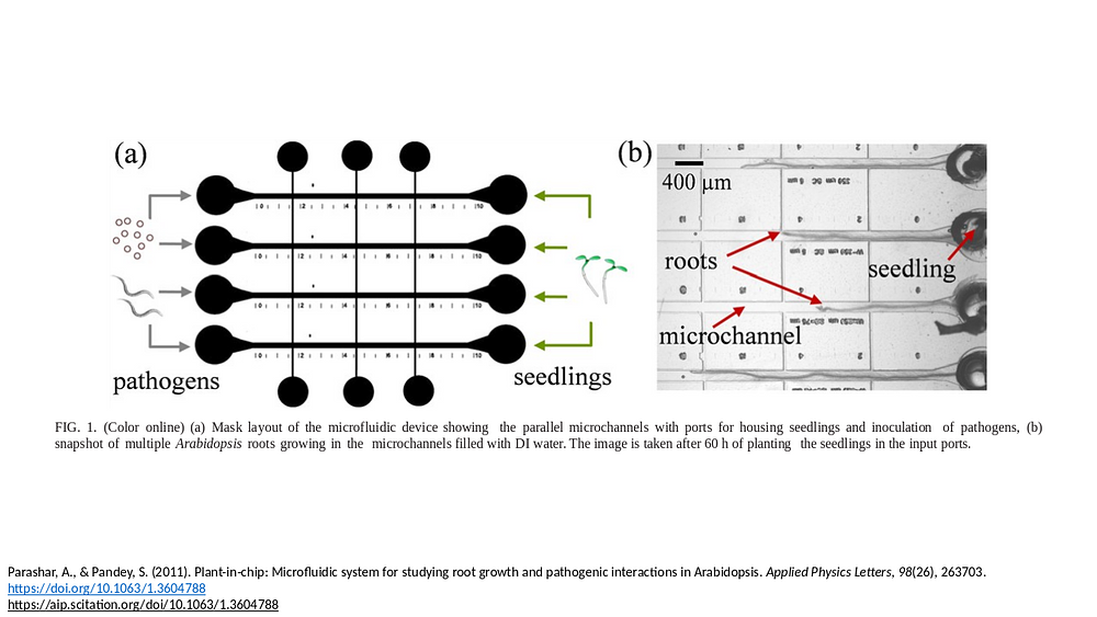 Plant Microfluidic system for studying root growth and pathogenic interactions in Arabidopsis