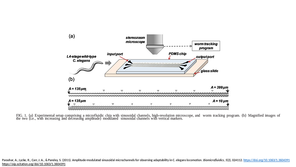 Amplitude modulated sinusoidal microchannels for observing adaptability in C. elegans locomotion