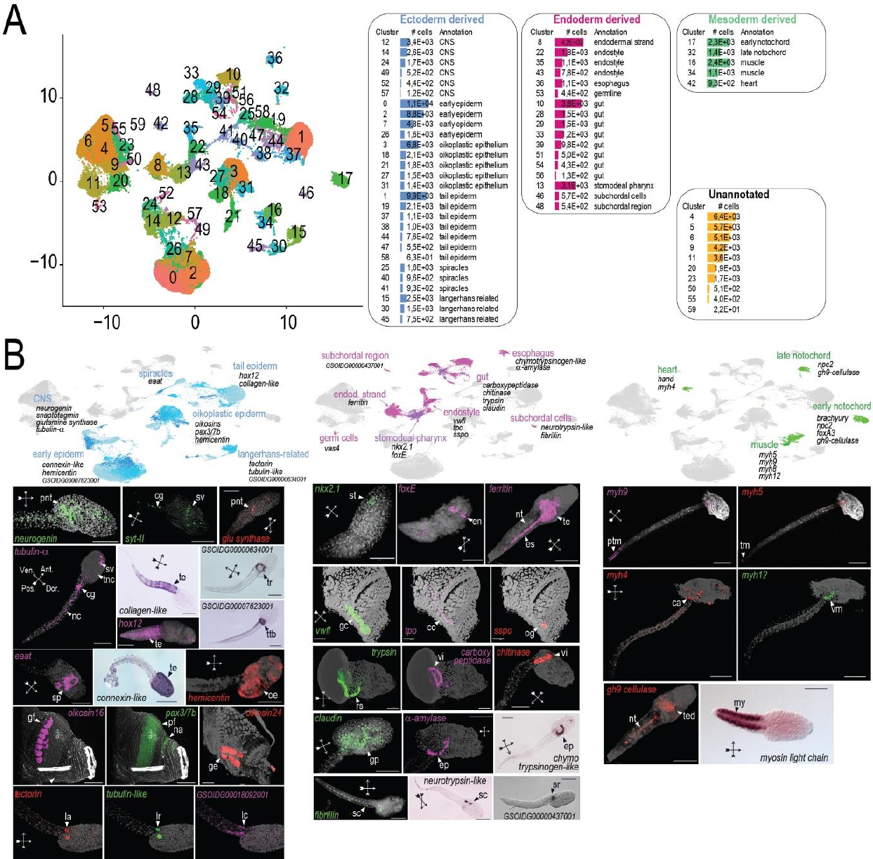 Single cell sequencing during the entire life cycle reveals cell type diversity in Oikopleura dioica, and pools of genes expressed in the house-producing epithelium