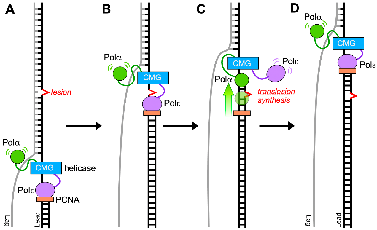 DNA polymerase α-primase can function as a translesion DNA polymerase