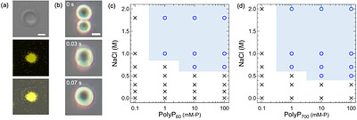 Monovalent Ion Effect on Liquid-Liquid Phase Separation of Aqueous Polyphosphate-Salt Mixtures