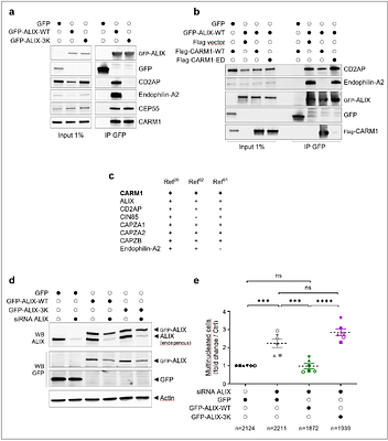 CARM1-mediated methylation controls interactions of ALIX with key partners important for cytokinesis
