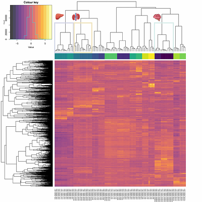 DNA methylation networks during pig fetal development: a joint fused ridge estimation approach