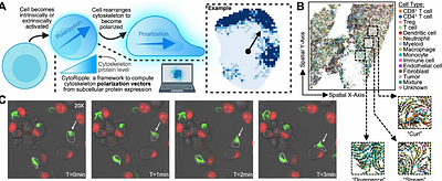 CytoRipple: Mapping Tissue Polarization through Subcellular Cytoskeleton Dynamics