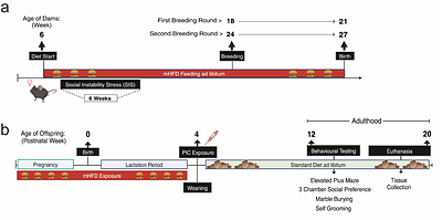 Cumulative pregnancy and postnatal environmental exposures impact social behaviour in male mice associated with epigenetic, ribosomal, and immune dysregulation