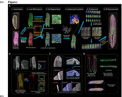 Cell Type Architecture and Positional Gene Gradients in an Adult Animal at Subcellular Resolution