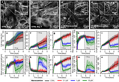 SarcAsM: AI-based multiscale analysis of sarcomere organization and contractility in cardiomyocytes