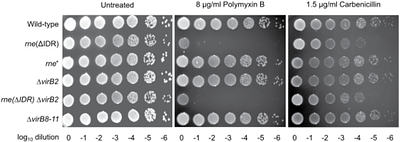 BR-bodies link RNA homeostasis to stress tolerance and intracellular fitness in Brucella