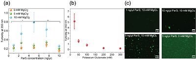 Biophysical Characterization of ParBS Condensates suggests a physical mechanism for segregation