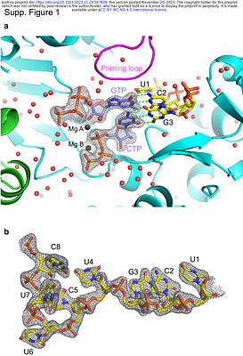 High-resolution structure of a replication-initiation like configuration of influenza polymerase active site visualises the essential role of a conserved dibasic motif in the PA subunit
