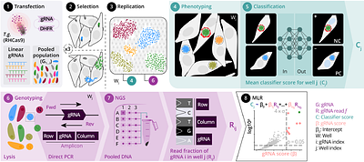 A pooled image-based CRISPR screen identifies EAF1 as a T. gondii modulator of ESCRT subversion.