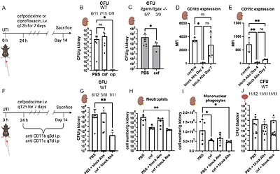 Complement receptor-mediated uptake into renal mononuclear phagocytes promotes intracellular UPEC persistence and limits β-lactam efficacy in pyelonephritis