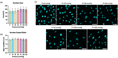 A systematic investigation of endothelial cell behavior under hydrostatic pressure