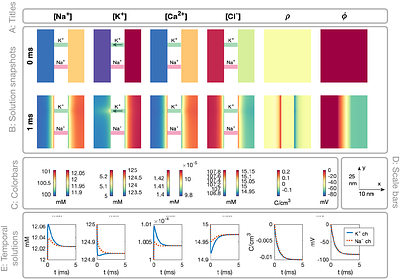 Electrodiffusion dynamics in the cardiomyocyte dyad at nano-scale resolution using the Poisson-Nernst-Planck (PNP) equations