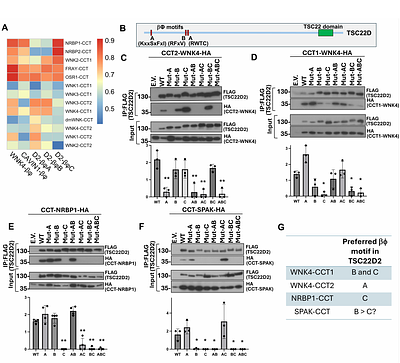 Determinants of CCT motif specificity in WNK signaling and expansion of CCT like domains