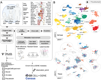 cellNexus: Quality control, annotation, aggregation and analytical layers for the Human Cell Atlas data