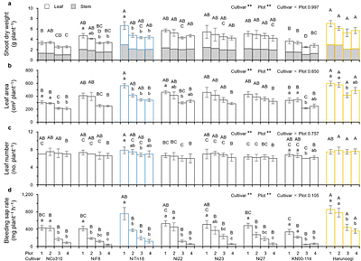 Root Water Uptake and Photosynthesis Synergistically Enhance Drought Tolerance in Interspecific Hybrid Sugarcane