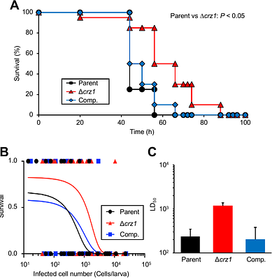 Calcineurin-responsive zinc finger 1 (Crz1) contributes to stress tolerance and virulence in the pathogenic fungus Trichosporon asahii