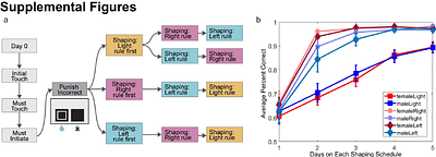 Sex-biased computations underlying differential set shift performance in mice