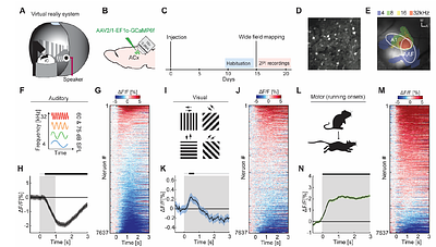 Multimodal mismatch responses in mouse auditory cortex