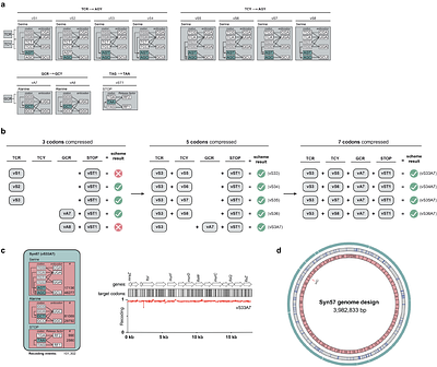 Escherichia coli with a 57-codon genetic code
