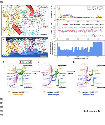 The Na+-pumping mechanism driven by redox reactions in the NADH-quinone oxidoreductase from Vibrio cholerae relies on dynamic conformational changes