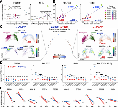 Epithelial Stem Cell Fate Determines Chemoradiotherapy Response in Rectal Cancer