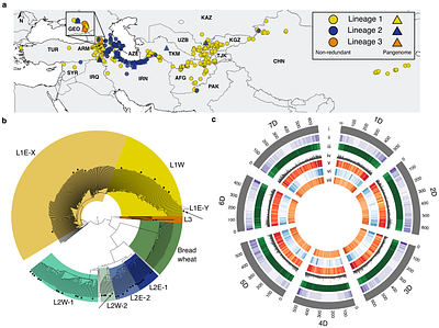 Origin and evolution of the bread wheat D genome