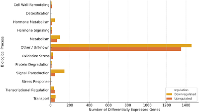 Analysing the Role of KIN10 in Directional Root Growth Regulation in Arabidopsis thaliana