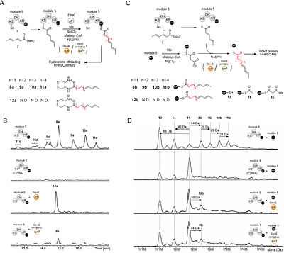 Antibiotic skeletal diversification via differential enoylreductase recruitment and module iteration in trans-acyltransferase polyketide synthases