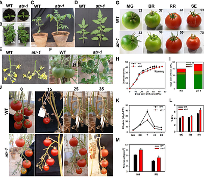 A tomato ethylene-insensitive mutant displays altered growth and higher β-carotene levels in fruit