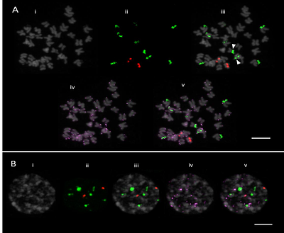 Comparative cytogenetics of kenaf (Hibiscus cannabinus L.) breeding lines reveal chromosomal variability and instability
