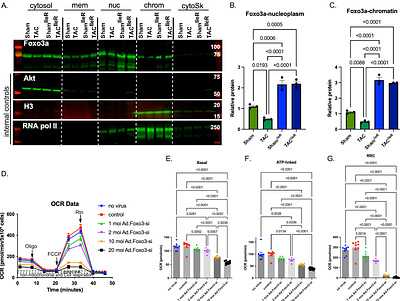 Restricting Dietary Isoleucine Promotes Foxo3-Dependent Mitochondrial Respiration by Reducing Caloric Intake