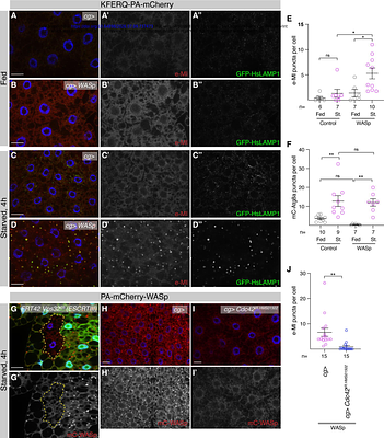 Actin nucleation promoting factors drive Arp2/3 dependent endosomal microautophagy