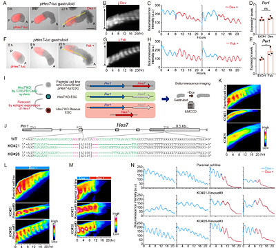 11β-HSD2 buffers fetal glucocorticoid exposure inducing Per1 expression under maternal stress