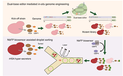 In-situ Target Base Editing Combining with Biosensor-driven Strategy Reveals Critical Single Nucleotide Variants for Enhanced Recombinant Protein Secretion in Pichia pastoris