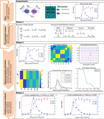 Identification of dynamic models of microbial communities