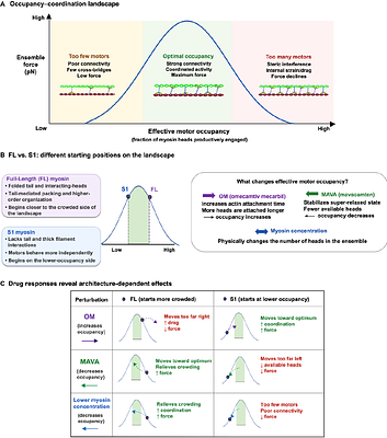 Motor Occupancy Defines Emergent Mechanical States in Cardiac Myosin Ensembles