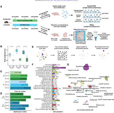 Spatiotemporal profiling reveals the impact of caloric restriction on mammalian brain aging