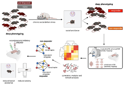Deep Phenotyping with Global Brain Activity and Plasticity Mapping Identify the Dorsal Raphe-Basolateral Amygdala Circuit as a Mediator of Adaptive Stress Responses