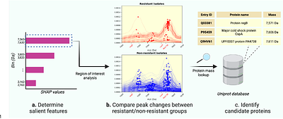 Predicting Pseudomonas aeruginosa drug resistance using artificial intelligence and clinical MALDI-TOF mass spectra