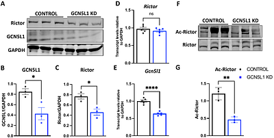 GCN5L1-mediated acetylation prevents Rictor degradation in cardiac cells after hypoxic stress