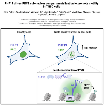 PHF19 drives PRC2 sub-nuclear compartmentalization to promote motility in TNBC cells