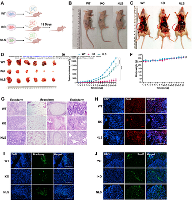 Nuclear βactin dependent chromatin accessibility governs stem cell pluripotency and extracellular matrix gene programs to maintain cellular biomechanics for cell lineage decisions